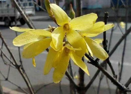 连翘