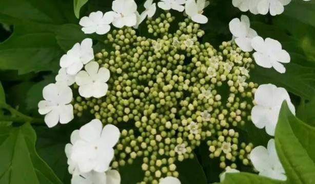 鸡树条荚蒾