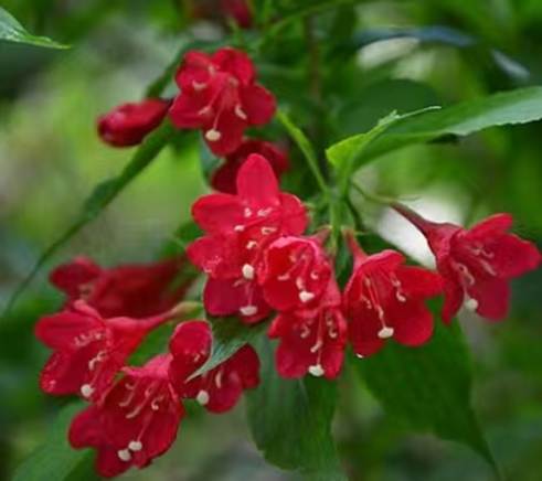 锦带花