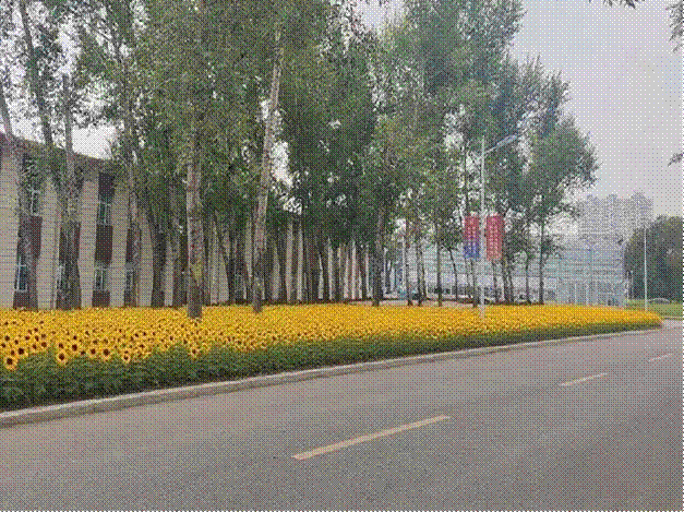 黑心菊