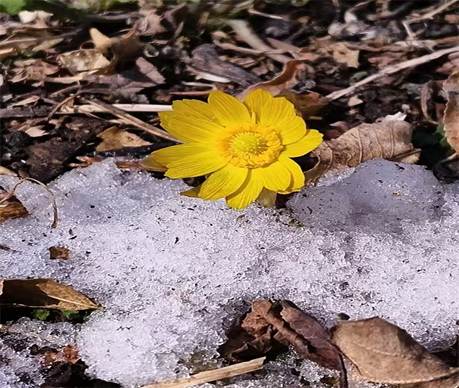 冰凌花