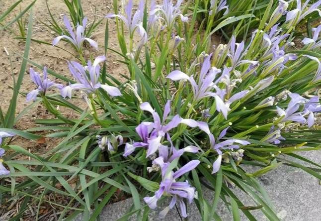 马兰花
